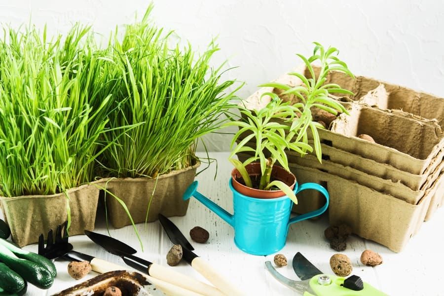 Plantas y herramientas para jardín